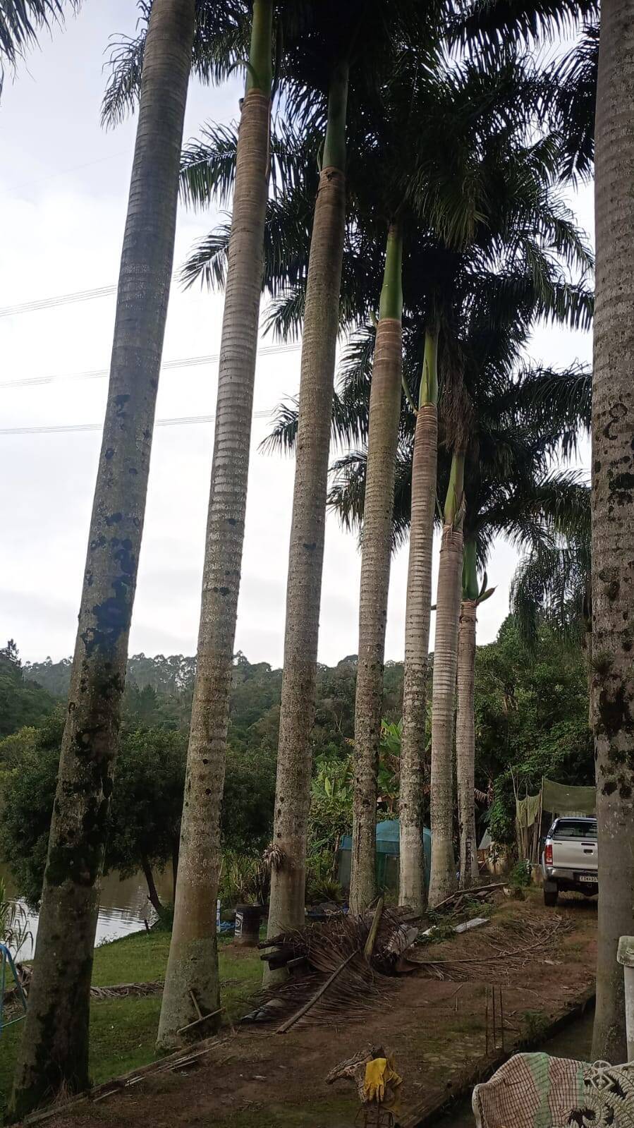 Terreno, 5 hectares - Foto 10